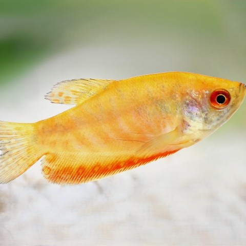 Trich.trichopterus   Orange gourami M